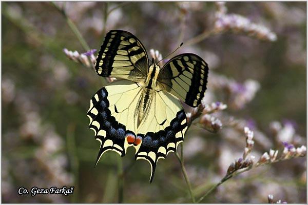 026_swallowtail.jpg - Swallowtail, Papilio machaon, Makazar, Mesto - Location: Skhiatos, Greece