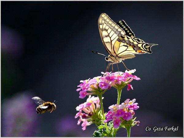 027_swallowtail.jpg - Swallowtail, Papilio machaon, Makazar, Mesto - Location: Skhiatos, Greece