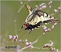 016_swallowtail