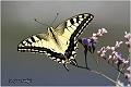 025_swallowtail