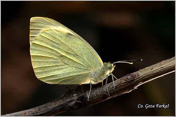 105_large_white.jpg - Large White, Cabbage Butterfly, Pieris brassicae, Veliki kupusar, Mesto - Location: Fruska Gora, Serbia