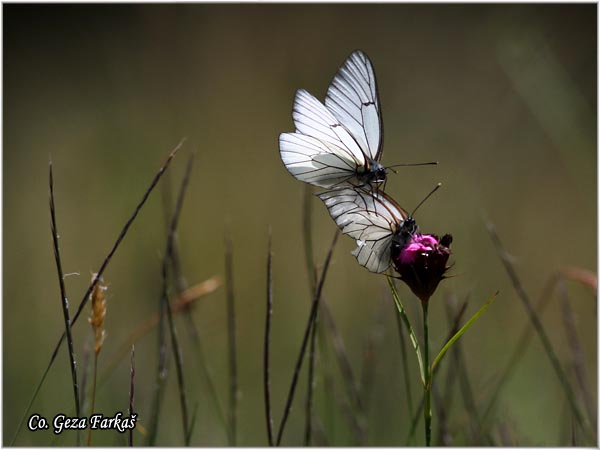 210_black_veined_white.jpg - Butterflies Black veined white, Aporia crataegi, Glogovac, Location: Maglic mountain, Bosnia and Herzegovina