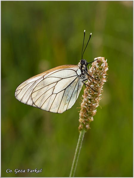211_black_veined_white.jpg - Butterflies Black veined white, Aporia crataegi, Glogovac, Location: Zelengora mountain, Bosnia and Herzegovina