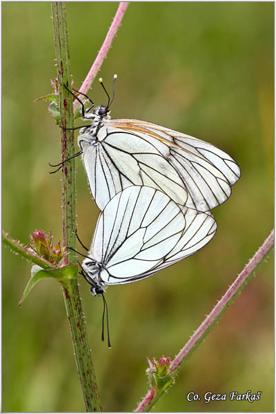 212_black_veined_white.jpg - Butterflies Black veined white, Aporia crataegi, Glogovac, Location: Mokra gora mountain, Serbia