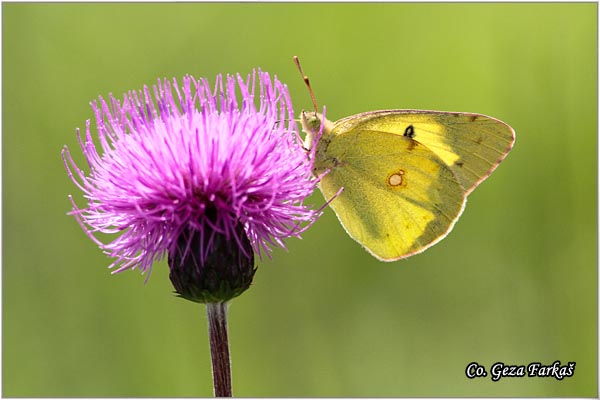 433_eastern_pale_clouded_yellow.jpg - Eastern Pale Clouded Yellow, Colias erate, Stepski utac, Mesto - Location: Novi Sad, Serbia