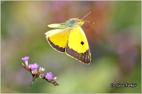 541_clouded_yellow.jpg - Clouded yellow, Colias croceus, afranovac, Mesto - Location: Skhiatos, Greece