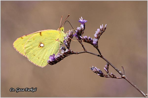 542_clouded_yellow.jpg - Clouded yellow, Colias croceus, afranovac, Mesto - Location: Skhiatos, Greece