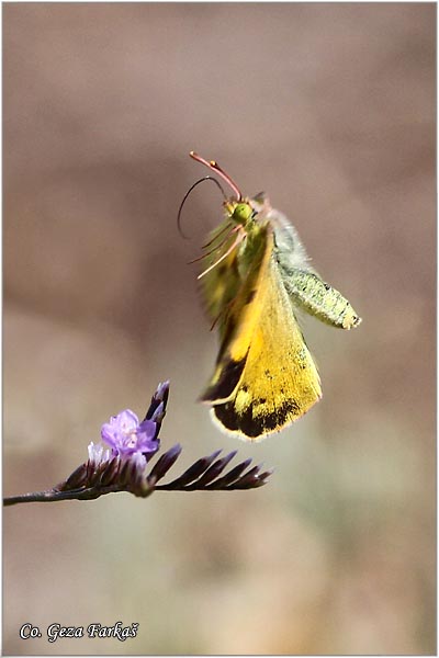 544_clouded_yellow.jpg - Clouded yellow, Colias croceus, afranovac, Mesto - Location: Skhiatos, Greece