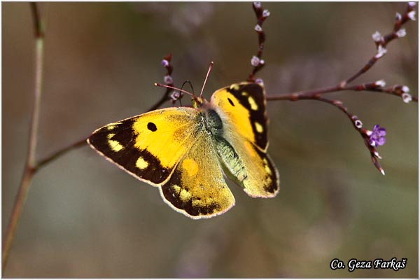 545_clouded_yellow.jpg - Clouded yellow, Colias croceus, afranovac, Mesto - Location: Skhiatos, Greece