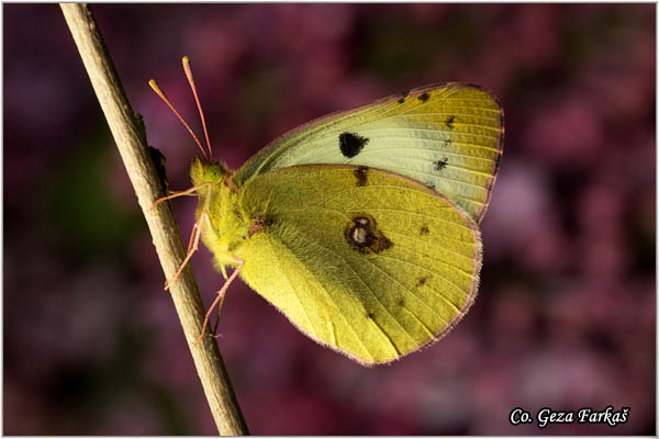 650_bergers_clouded_yellow.jpg - Berger's Clouded Yellow,  Colias alfacariensis , Brdski utaæ, Mesto - Location: Novi Sad, Serbia