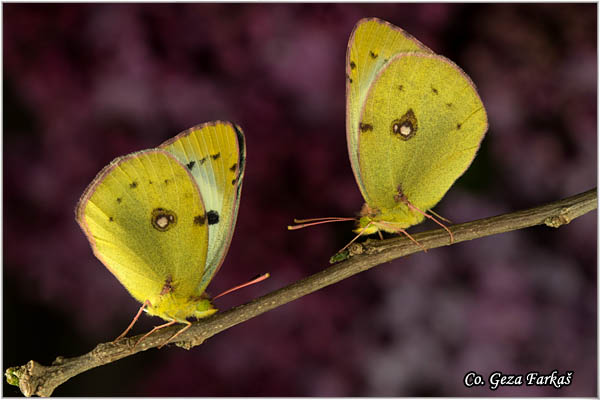 652_bergers_clouded_yellow.jpg - Berger's Clouded Yellow,  Colias alfacariensis , Brdski utaæ, Mesto - Location: Novi Sad, Serbia