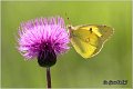 433_eastern_pale_clouded_yellow