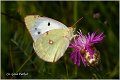 435_eastern_pale_clouded_yellow
