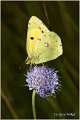 540_clouded_yellow