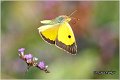 541_clouded_yellow
