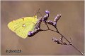 542_clouded_yellow