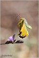 544_clouded_yellow