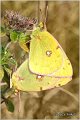600_pale_clouded_yellow