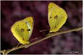 652_bergers_clouded_yellow
