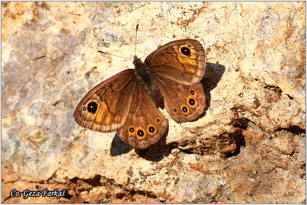 130_northern_wall_brown.jpg - Northern Wall Brown, Lasiommata petropolitana, Orijentalna nimfa, Planinski oka, Mesto - Location: Mokra gora, Serbia
