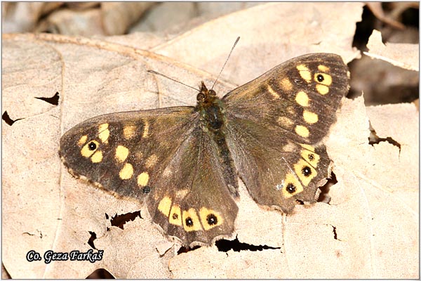 170_speckled_wood.jpg - Speckled Wood, Pararge aegeria, umski pegavac, Mesto - Location: Fruka Gora, Serbia