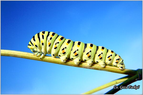 07_common_swallowtail.jpg - Common Swallowtail, Papilio machaon, Makazar, Mesto - Location, Fruska Gora