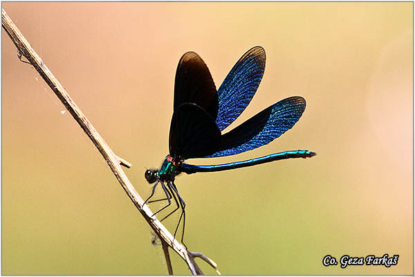 13_beautiful_demoiselle.jpg - Beautiful Demoiselle, Calopteryx virgo, Mesto - Location FruÅ¡ka gora, Serbia