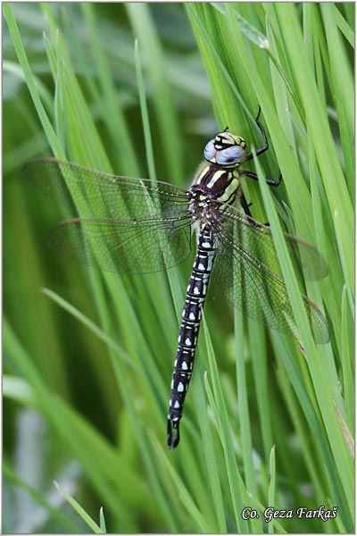 70_hairy_dragonfly.jpg - Hairy Dragonfly, Brachytron pratense, Location-mesto: Jegricka river, Serbia