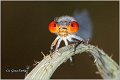 04_small_red-eyed_damselfly