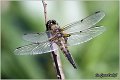 32_four_spotted_chaser