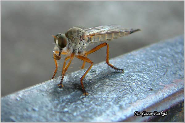 002_hornet_robberfly.jpg - Hornet robberfly, Aneomochtherus flavicornis, Grabljiva muva, Mesto - Location: Petrovaradin Serbia