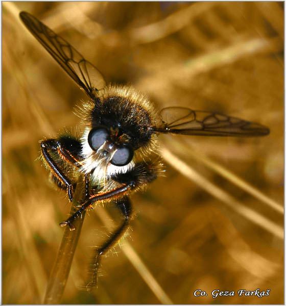 006_bumblebee_robberfly.jpg - Bumblebee robberfly, Laphria flava, Mesto - Location: Mokra gora, Serbia