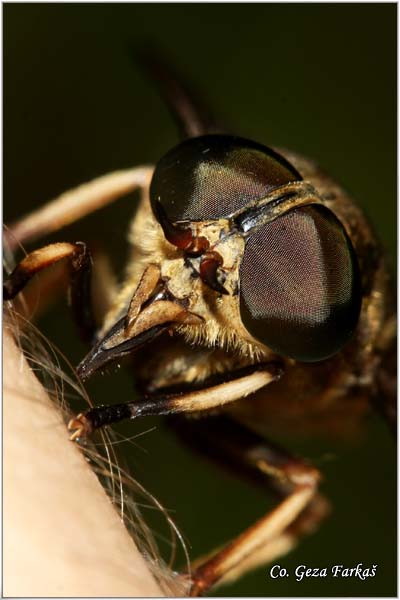 100_pale_giant_horsefly.jpg - Pale Giant Horsefly, Tabanus bovinus