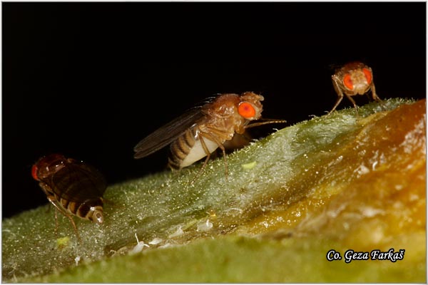 200_fruit_fly.jpg - Fruit fly, Vocna muica, Drosophile Sp. , Location: Novi Sad, Serbia
