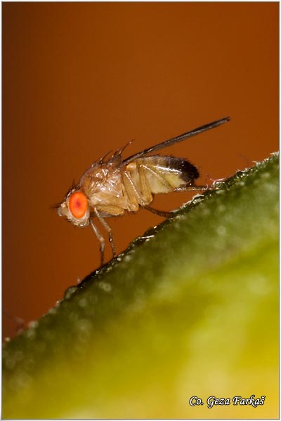 201_fruit_fly.jpg - Fruit fly, Vocna muica, Drosophile Sp. , Location: Novi Sad, Serbia