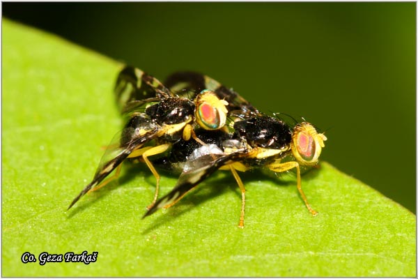 210_euleia_heraclei.jpg - Fruit flies, Euleia heraclei, Location: Ivanovo, Serbia
