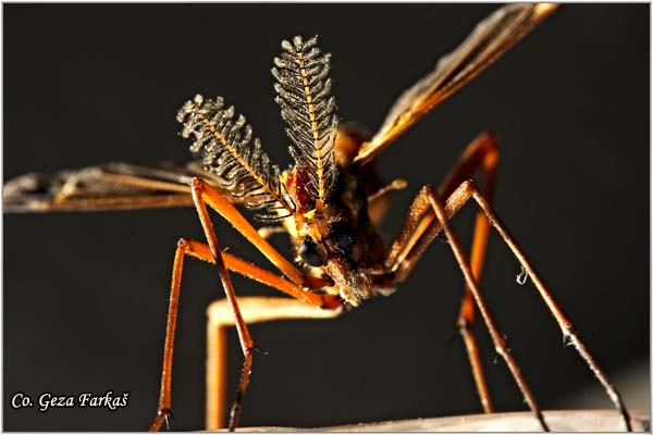 302_cranefly.jpg - Cranefly, Tipulidae Sp.