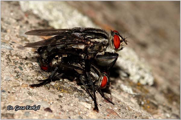 400_flesh_fly.jpg - Flesh fly, Sarcophaga carnaria, Location - Mesto: Novi Sad, Serbia