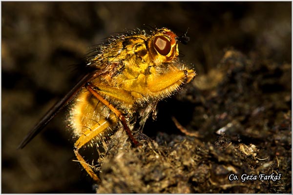 440_common_yellow_dung_fly.jpg - Common yellow dung fly, Scathophaga stercoraria, Mesto - Location: Koviljski rit, Serbia