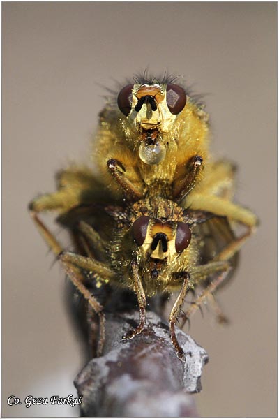 441_common_yellow_dung_fly.jpg - Common yellow dung fly, Scathophaga stercoraria, Mesto - Location: Novi Sad, Serbia