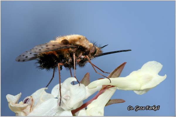 550_bee_fly.jpg - Bee fly, Bombylius major, Mesto-Location: Fruska gora, Serbia