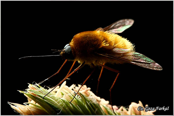 551_bee_fly.jpg - Bee fly, Bombylius major, Mesto-Location: Fruska gora, Serbia