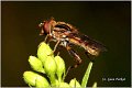 705_hoverfly