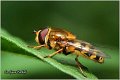 710_hoverfly