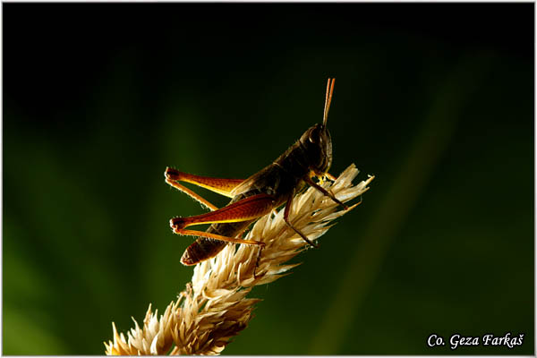 01_lesser_marsh_grasshopper.jpg - Lesser Marsh Grasshopper, Chorthippus albomarginatus, Location - mesto: Novi Sad, Serbia