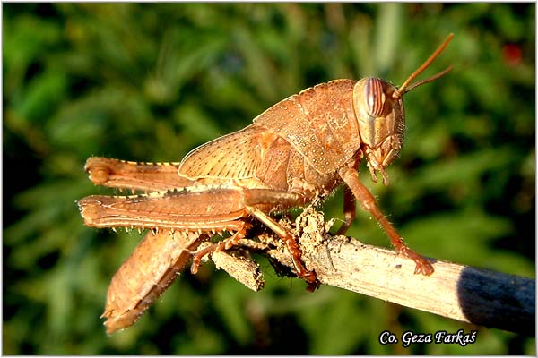 04_egyptian_grasshopper.jpg - Egyptian Grasshopper, Anacridium aegyptium