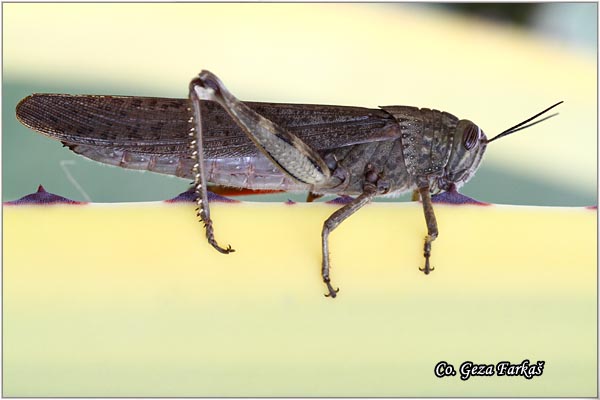 05_egyptian_grasshopper.jpg - Egyptian Grasshopper, Anacridium aegyptium, Location - Mesto: Herzeg Novi, Montenegro