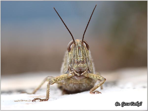 06_egyptian_grasshopper.jpg - Egyptian Grasshopper, Anacridium aegyptium, Location - Mesto: Herzeg Novi, Montenegro