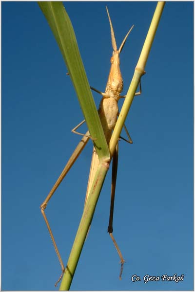 10_mediterranean_slant-faced.jpg - Mediterranean slant-faced grasshopper, Acrida ungarica