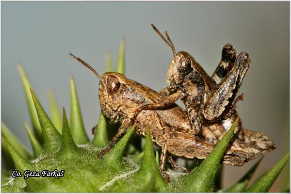 14_short-horned.jpg - Short-horned grasshopper,  Pezotettix giornae